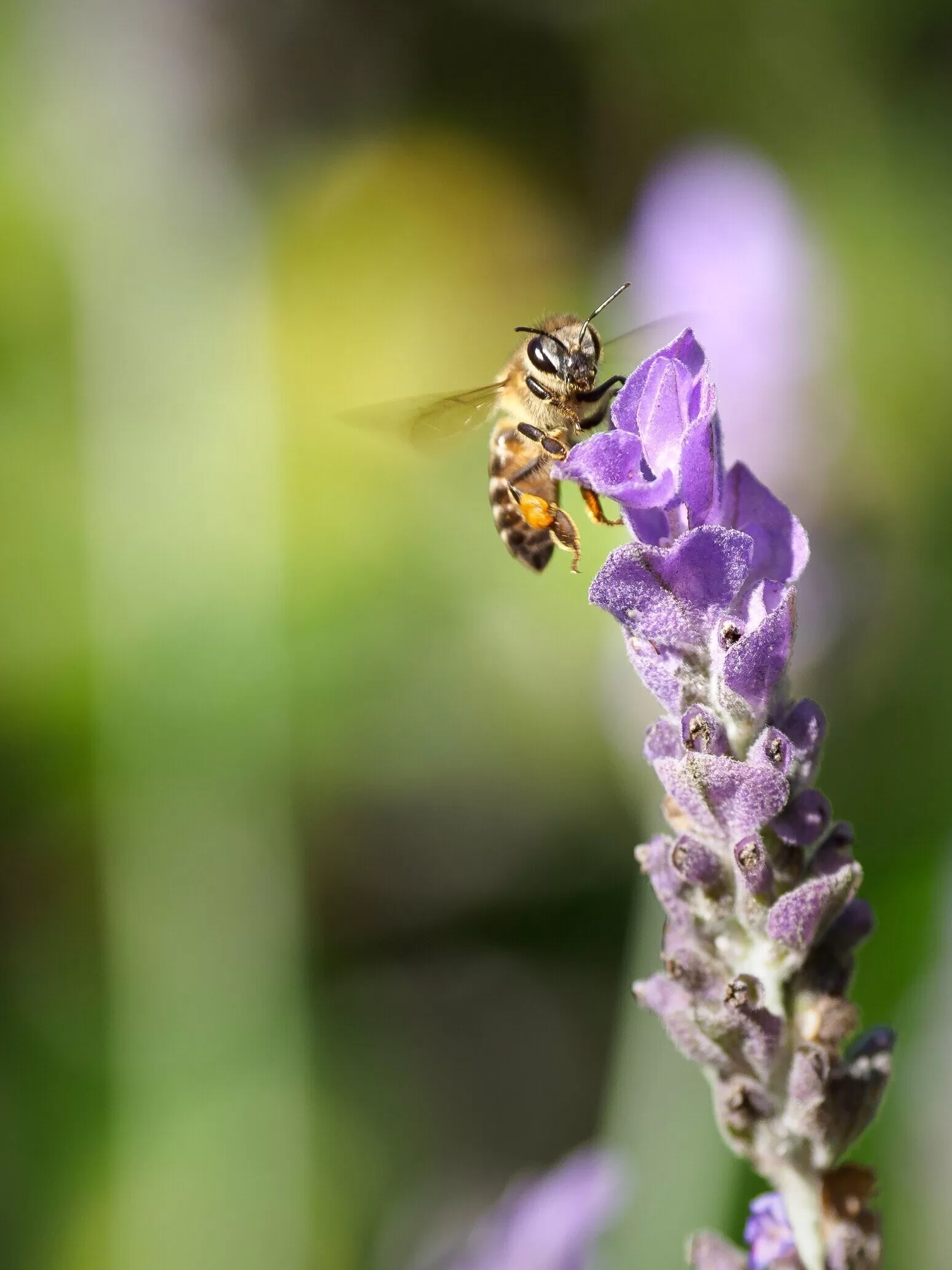 A bee, foraging for pollen on a purple lavender bloom.